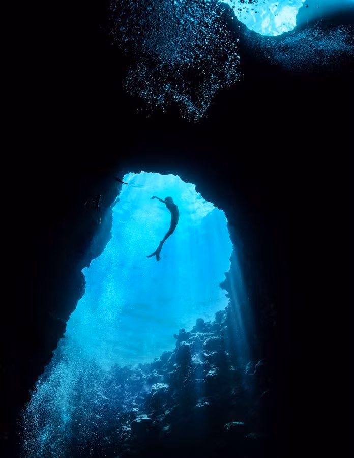 Dưới ống kính của nhiếp ảnh gia tài ba này, những loài thực vật, động vật biển hoang dã đẹp một cách nổi bật.