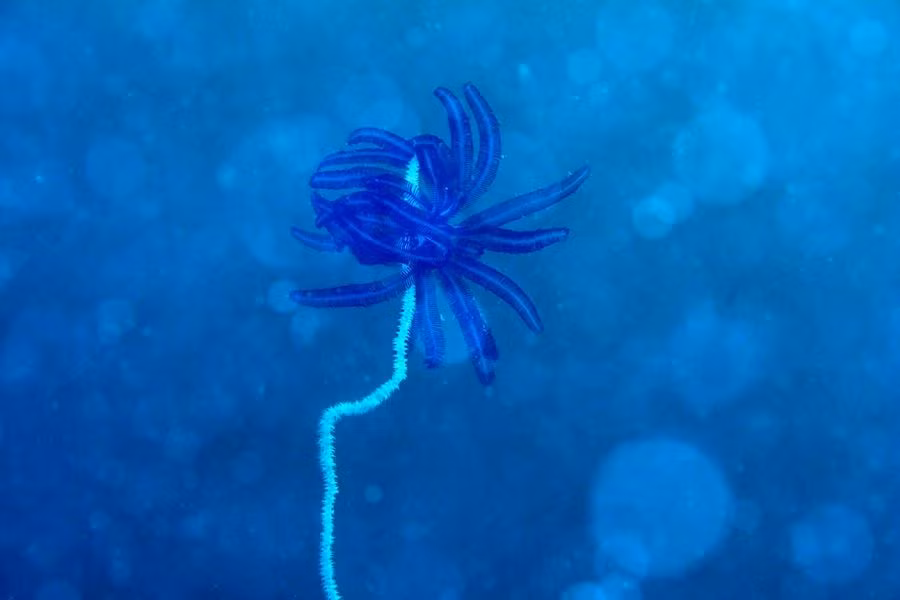 Tuy nhiên, để chụp được những bức ảnh dưới đáy đại dương đẹp hút hồn như vậy, ông không chỉ phải vượt qua những thách thức của cơ thể mà còn phải đối mặt với sự nguy hiểm không lường trước được của môi trường dưới nước.