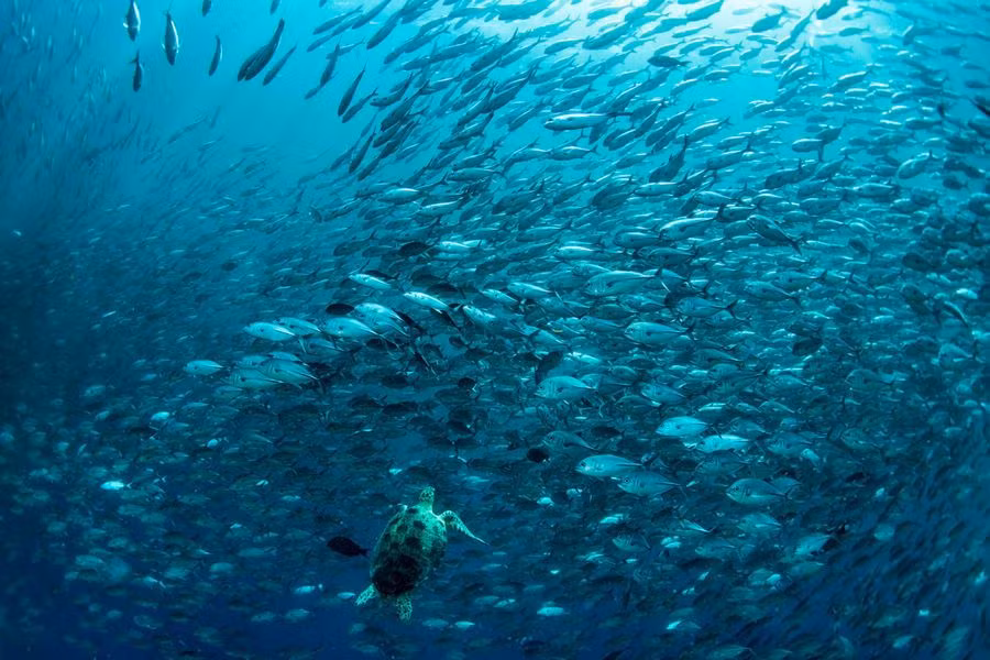 Với Nhạc Hồng Quân, nhiếp ảnh là cách tốt nhất mà ông chọn để thể hiện tình yêu thiên nhiên của mình.