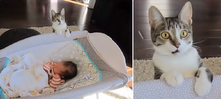 Không thể tin gia đình đón thêm một thành viên mới, chú mèo mở to mắt đầy ngạc nhiên khi thấy một sinh linh bé bỏng.