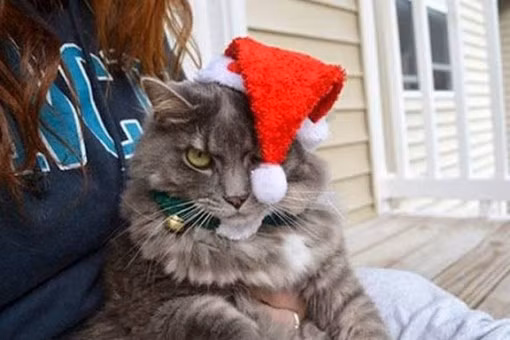 Không vừa ý vì phải đội mũ ông già Noel, cô mèo này nhăn nhó khi được yêu cầu tạo dáng chụp ảnh.