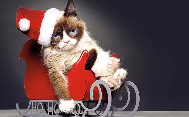 Grumpy, chú mèo cau có nổi tiếng thế giới cũng chẳng thích thú gì với dịp lễ lớn nhất năm.
