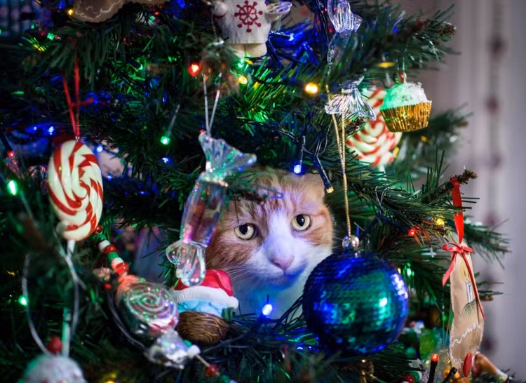 Quá chán ngán không khí Noel, chú mèo này chỉ mong cho dịp lễ này kết thúc nhanh chóng.
