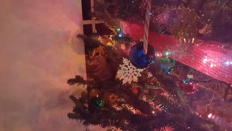 Hướng ánh mắt khó chịu về phía cây thông, cô mèo này âm mưu tháo hết đồ trang trí xuống.