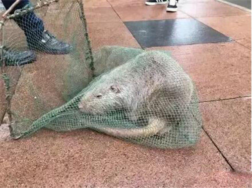 Chưa bao giờ thấy một con chuột nào lớn đến vậy, Triệu Kiến Trung, đội trưởng đội bảo vệ của trường đã nhanh chóng triệu tập lực lượng, sử dụng những chiếc lưới và vây bắt thành công con chuột quái vật này, đảm bảo cho học sinh cũng như thầy cô trong trường.