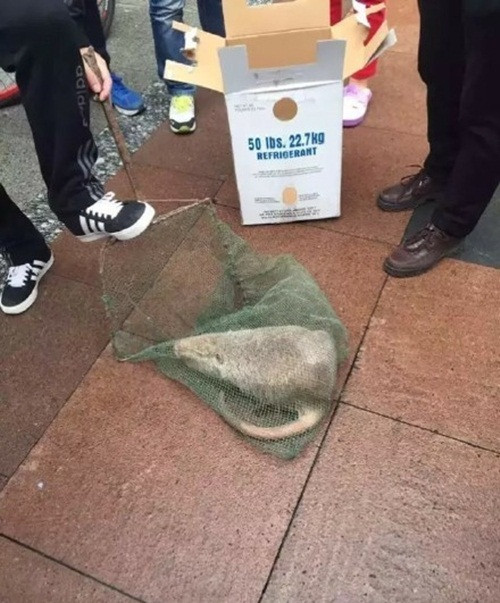 Một số sinh viên đã phỏng đoán rằng đây là một con chuột bị đột biến do ăn phải một loại hóa chất nào đó.