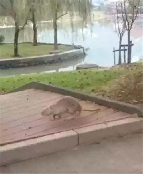 Con chuột khủng sau khi bị bắt đã được đưa đến phòng thí nghiệm động vật của trường để xác định loài. Các chuyên gia sau khi kiểm tra sơ bộ đã đưa ra kết luận rằng đây là một con chuột hải ly đi lạc.