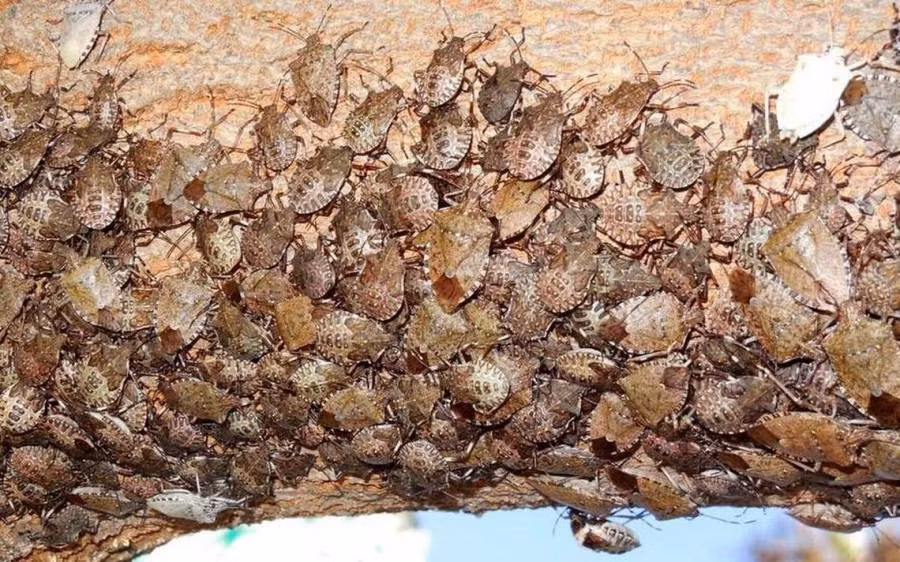 6. Bọ Stink, những con bọ này mới chỉ đặt chân đến Mỹ 15 năm nhưng danh tiếng về sự phá hoại của chúng đã rất nổi. Chúng phải chịu trách nhiệm cho sự diệt vong của hàng trăm ngàn cây trồng kể từ khi xuất hiện. Được cho là đến Mỹ thông qua một tàu chở hàng xuất phát từ Trung Quốc, vào năm 2010, các thiệt hại do loài bọ di cư ác quỷ này gây ra cho nông dân Mỹ đã lên tới xấp xỉ 37 triệu USD.