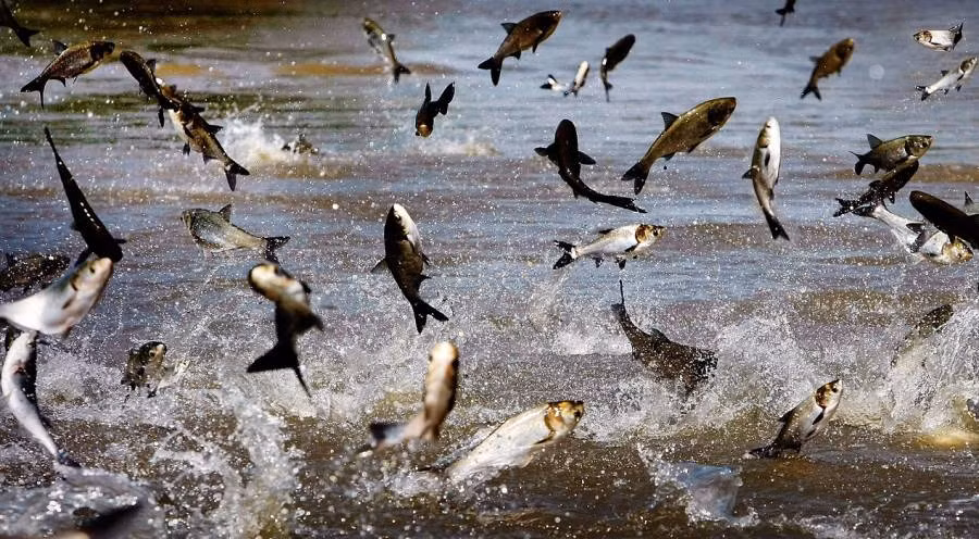 8. Cá chép châu Á. Loài cá này đã được giới thiệu và đưa tới những ao hồ của nước Mỹ để giúp dọn sạch cỏ dại. Tuy vậy, ở sông Mississippi, chúng ăn thịt rất nhiều loài cá nhỏ khác. Chúng thực sự trở thành mối đe dọa khi chúng có khả năng bật cao, nhảy qua các con đập và đi chu du khắp mọi nơi chúng muốn, tiêu diệt các loài bản địa, bành trướng lãnh thổ.