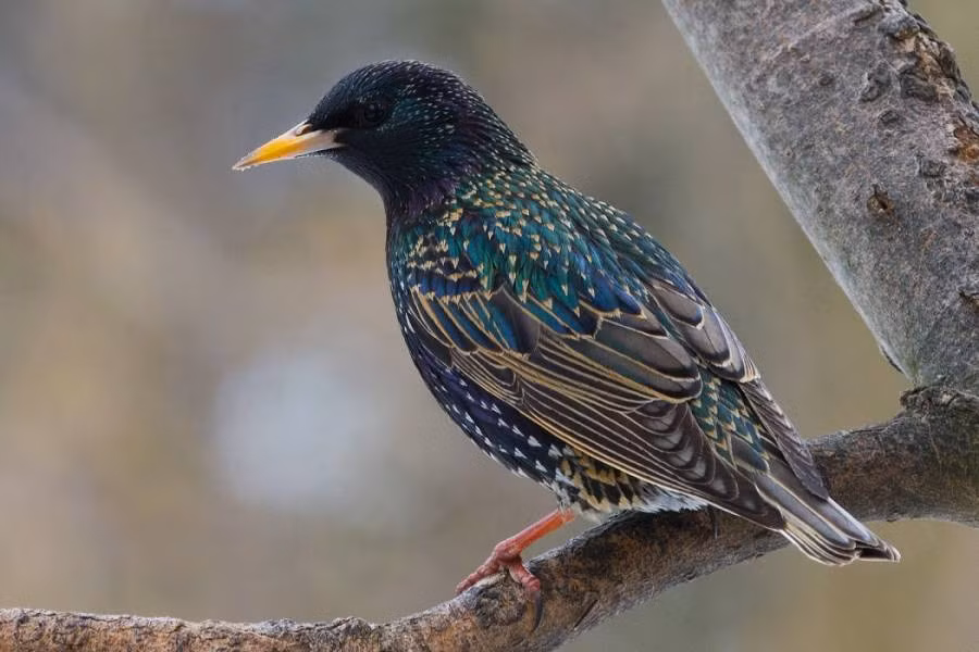 3. Những con sáo châu Âu. Chúng có một ngoại hình tuyệt đẹp và dễ thương nhưng kể từ khi chúng "xâm lấn" New York vào những năm 1890, chúng đã gây ra nhiều rắc rối. Phân của những con sáo châu Âu mang đầy vi khuẩn gây bệnh, chúng cũng được biết đến là những "kẻ đành hanh", chiếm tổ và hất đổ trứng của các loài chim khác.