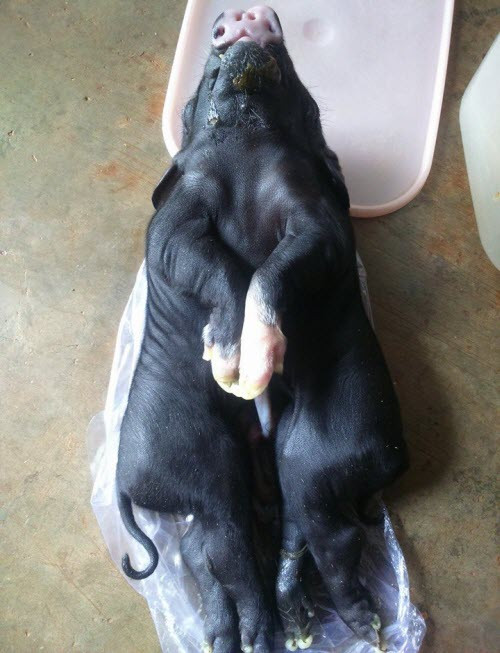 Chú heo này có 8 chân. Trong ảnh là 6 chân của chú heo, còn 2 chân ẩn sau lưng. (Ảnh: Bá Duy)