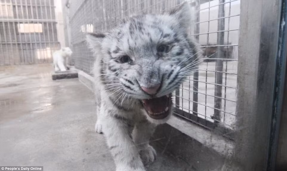 Hiện tại chỉ có khoảng 200 con hổ trắng trên toàn thế giới trong đó Trung Quốc sở hữu 7 cá thể hổ quý hiếm này.