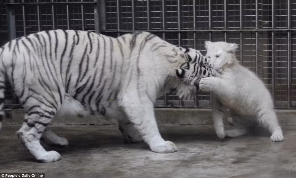 Chúng được bú sữa mẹ 56 ngày trước khi nếm miếng thịt đầu tiên.