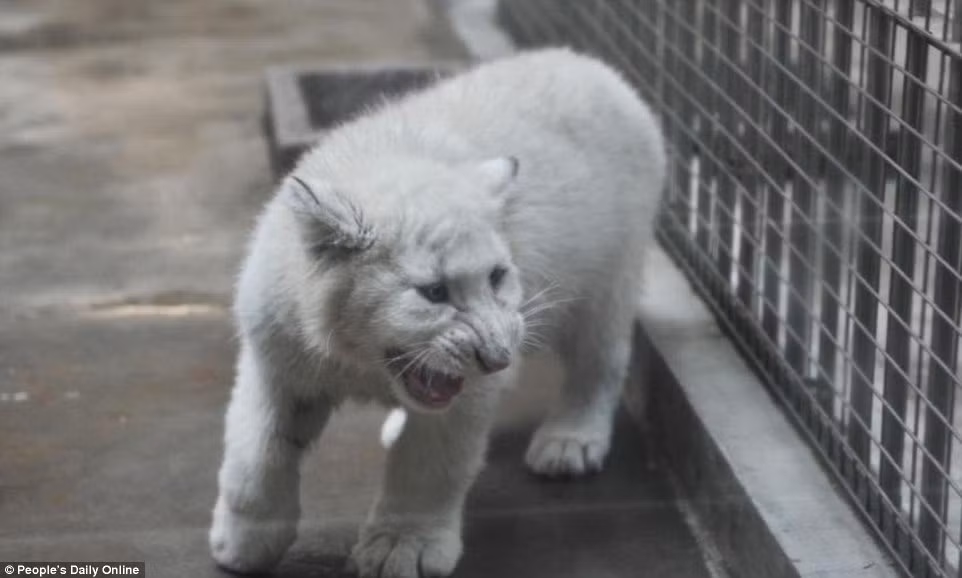 Hổ trắng cực hiếm đang thể hiện uy nghiêm của mình mặc dù còn nhỏ.