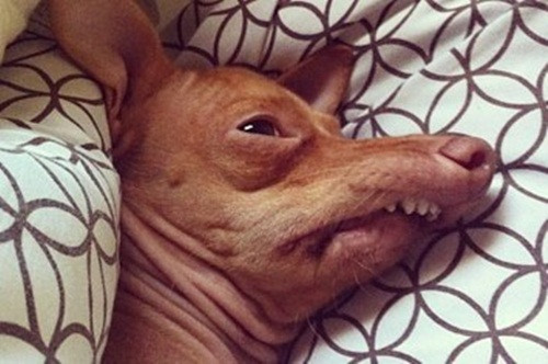 Đau đầu không ngóc dậy được, chú chó này sợ rượu đến già.