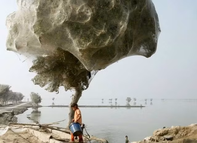  Hình ảnh độc đáo này được chụp ở Pakistan, để tránh một trận lũ được dự báo trước, loài nhện đã leo lên một cái cây và tạo ra cơn ác mộng cho bất cứ ai nhìn thấy chúng.