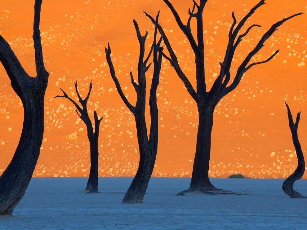 Hình ảnh về cây lạc đà gai ở Namibia trong buổi sáng bình minh đã khiến nhiều người kinh ngạc vì đẹp hệt như một bức tranh phong cảnh được vẽ bởi danh họa.