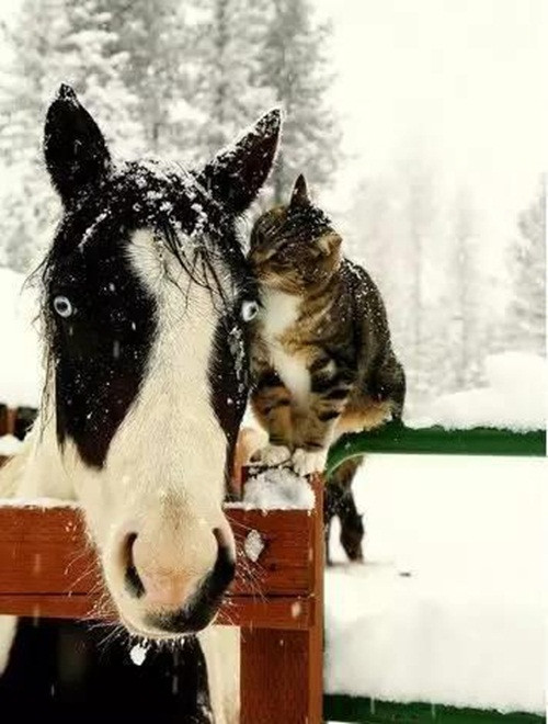 Màn hôn má lãng mạn của mèo con với người yêu.