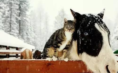 Mùa đông lạnh giá, những con mèo không ở trong nhà mà lội tuyết ra ngoài để tình tứ với ngựa.