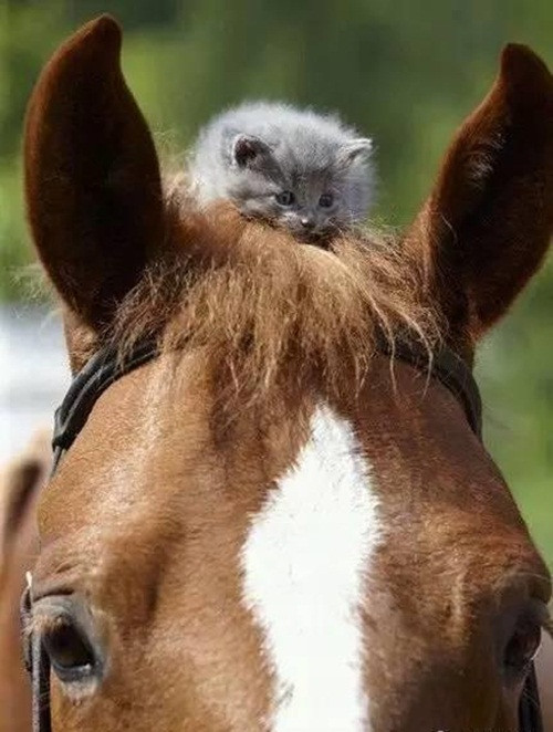 Ngay cả những con mèo con cũng có thể thu phục được những chàng ngựa to lớn.