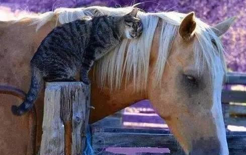 Phút giây hạnh phúc của cặp đôi khác loài mèo và ngựa.