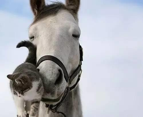 Tình cảm khác loài kỳ lạ giữa chàng ngựa và nàng mèo khiến nhiều người thấy thú vị.