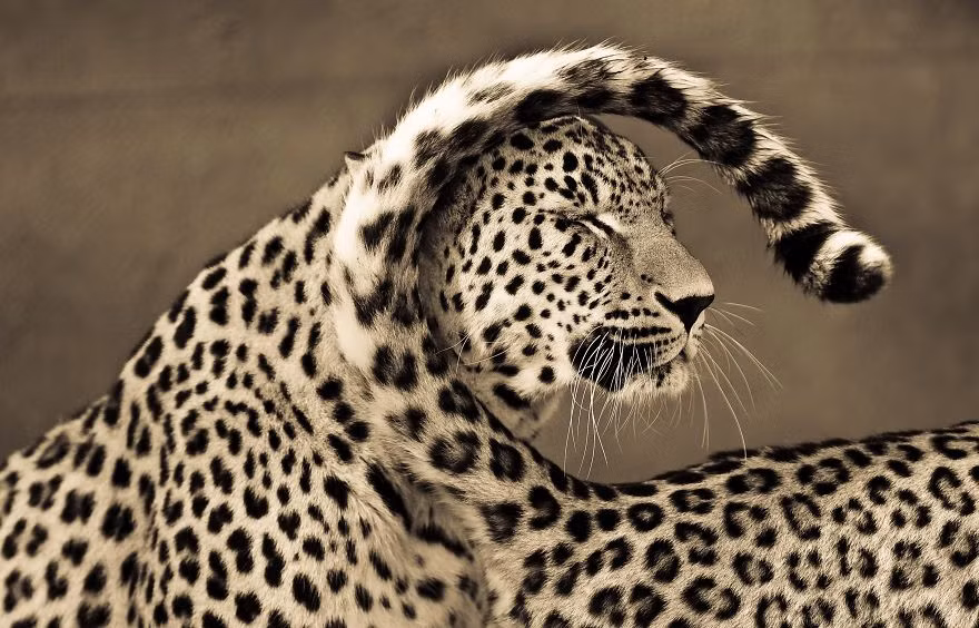 Nhiếp ảnh gia động vật hoang dã này đến từ cộng hòa Macedonia, một quốc gia thuộc khu vực đông nam châu Âu. Trong suốt 12 năm làm nhiếp ảnh, niềm cảm hứng lớn nhất của Goran Anastasovski là động vật hoang dã, đặc biệt là những động vật săn mồi đỉnh cao, những dã thú khét tiếng hung dữ.