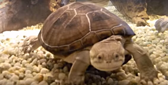 Rùa hôi Pelomedúa subrufa, còn gọi là African helmeted turtle là loài rùa phân bố rộng rãi nhất châu Phi. Chúng là loài ăn tạp, từ bọ kí sinh đến chim non và động vật có vú nhỏ. Rùa hôi còn tấn công cả vịt con bằng cách dìm nó xuống nước, rỉa sạch mồi của người đi câu. Chính vì ăn tạp nên chúng nổi tiếng bởi là loài có mùi cơ thể rất nặng, dưới chân có 4 tuyến chuyên tiết ra mùi hôi cực khó chịu. Tuy vậy, vì khuôn mặt vui vẻ như đang cười, chúng vẫn được nuôi như loài rùa cảnh.