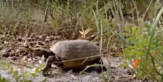 Nhiều người nghĩ rằng khi chui vào mai, rùa sẽ hoàn toàn ngắt kết nối với thế giới và điều này đã dẫn đến nhiều thí nghiệm khủng khiếp. Tuy nhiên, một nghiên cứu mới đây cho thấy, rùa có sự nhạy cảm ở tất cả mọi bộ phận cơ thể của nó.Sức mạnh lớn nhất của rùa là cảm giác về mùi, khứu giác dẫn dắt loài rùa hầu hết các hoạt động hàng ngày như tìm kiếm thức ăn, tìm kiếm một người bạn đời.