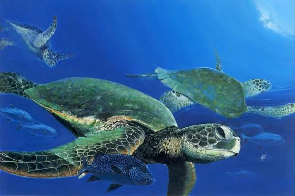 Rùa biển không thể mở rộng khung xương sườn để hít thở như những loài động vật khác. Chúng phải nhờ đến sự hỗ trợ của những nhóm cơ khác để hít không khí vào phổi của mình. Một trong số đó là sử dụng sự vận động của nhóm cơ ở chân và cổ cùng những cơ khác có liên kết với thành xoang phổi để thở, phương pháp thứ hai là phương pháp thở buccopharyngeal, phương pháp này đòi hỏi tiêu hao nhiều năng lượng khi rùa biển phải hít nước vào bằng mồm và thở ra bằng mũi.