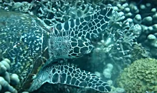 Rùa có thể ăn chất độc. Đó là loài rùa đồi mồi không bằng lòng với những thực phẩm nhạt nhẽo hàng ngày của mình, chúng tiêu hóa cả một số sinh vật có chứa độc tố. Điều này có thể khiến cho những người yêu thích thích rùa gặp họa, bị nhiễm độc thứ cấp khi không khử độc thịt rùa đúng cách. Bên cạnh ăn chất độc, chúng còn có thể ăn cả một số mảnh kính sắc nhọn nhỏ mà không hề hấn gì.