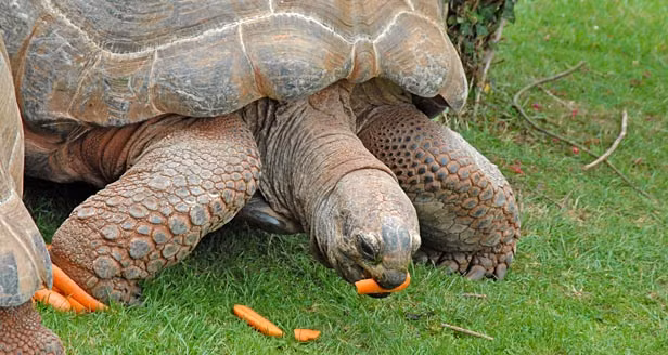 Ngoài việc là một kẻ biết lo xa, biết tích trữ nước phòng khi cần kíp, loài rùa còn được ca tụng là người làm vườn bất đắc dĩ. Chúng ăn thực vật và thường ăn trụi cả cây đó, bao gồm cả những hạt giống có trên cây. Sau khi ăn, chúng đi "nặng" rất nhiều, vô tình những hạt giống trong phân của rùa sẽ được ươm trong đất, gặp điều kiện thích hợp liền đâm rễ, nảy mầm và phát triển.