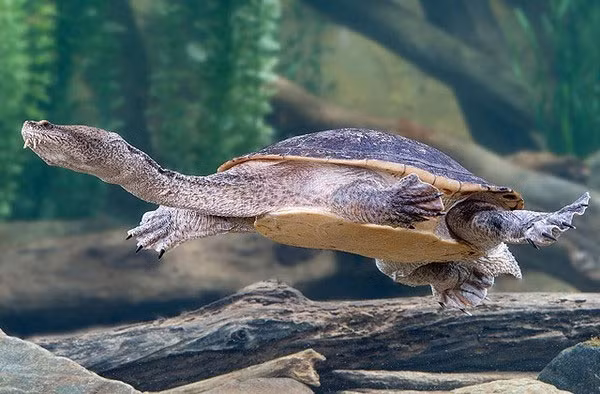 Bên cạnh những phương pháp cổ truyền đó, có một loài rùa còn có khả năng thở bằng hậu môn. Đó là rùa Fitzroy, đây là loài rùa đặc hữu chỉ sinh sống ở phía Đông Nam Queensland, Australia. Rùa cạn hay rùa biển đều chỉ có duy nhất một lỗ huyệt, là nơi chúng sinh sản và thải chất cặn bã. Tuy nhiên lỗ huyệt của loài rùa này tiến hóa và nó có thể hít thở nhờ lỗ huyệt. Lượng oxy mà loài rùa này hấp thụ vào cơ thể bằng đường hậu môn chiếm 70%, nhiều gấp đôi lượng oxy hấp thụ bằng được hô hấp.