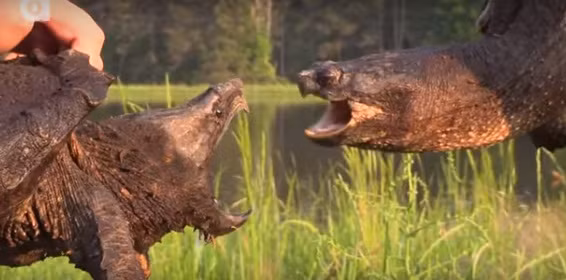 Rùa cá sấu có đầu to, bộ hàm cực khỏe, mai nhiều gai, cùng vẻ hung dữ, hình ảnh của chúng gợi nhớ đến những loài khủng long xa xưa. Với trọng lượng lên tới 90kg khi trưởng thành, lực cắn của rùa cá sấu cực kỳ ấn tượng. Tuy vậy đó không phải là tất cả về loài rùa này, chúng còn sở hữu cách thu hút mồi hiệu quả đáng được trao giải trong thế giới động vật. Lưỡi của chúng có một phần phụ giống nhưng những con sâu nhỏ, khi loài cá mắc bẫy, rùa chỉ việc khép hàm và tận hưởng bữa ăn ngon lành.