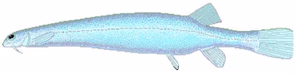 Cá Candiru, là sinh vật nhỏ bé nhưng thức ăn chủ yếu của chúng lại là máu. Thường được tìm thấy bên trong mang của các loài cá khác, thậm chí cả niệu đạo của con người, những tổn thương, đau đớn do vết cắn của cá Candiru gây ra khi hút máu khiến những người đã từng trải nghiệm đều kinh hồn bạt vía.