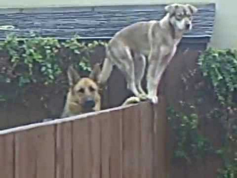 Khả năng đứng chụm chân đỉnh cao của chú chó này khiến nhiều con mèo còn phải thán phục.