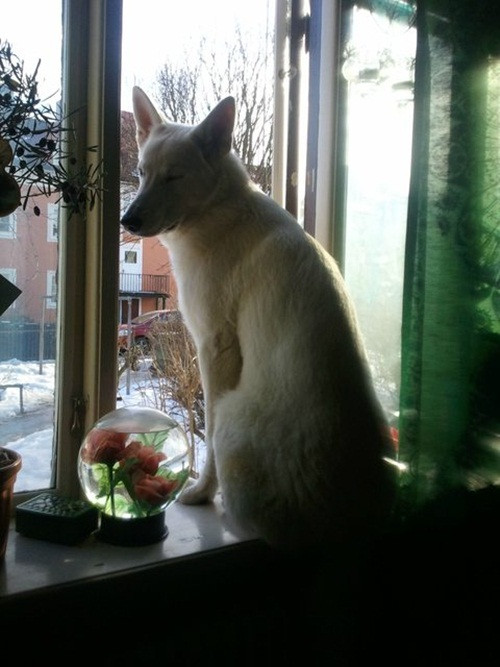 Chiếm hữu đặc quyền ngồi cửa sổ của loài mèo, chú chó này đắc ý với tư thế ngồi chẳng khác những con mèo lười là mấy.