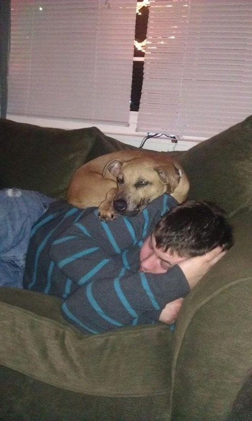 Nghĩ mình nhỏ bé như một con mèo, chú chó này trèo lên người cậu chủ ngủ ngon lành.