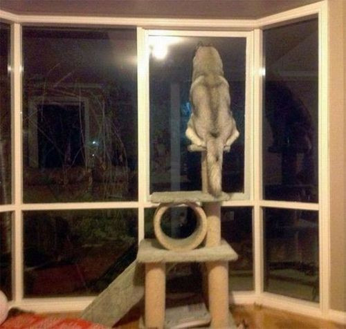 Nhất quyết trèo lên đỉnh cây nằm ngủ của mèo, tranh cướp chỗ với mèo cưng, chú chó nghĩ mình là mèo cố thủ trên cao không chịu xuống.