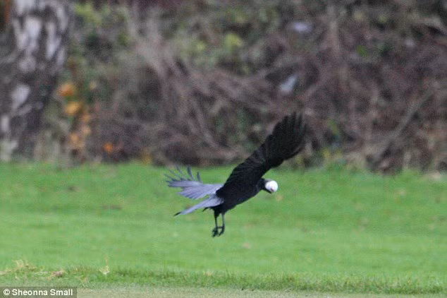 Đây không phải lần đầu tiên loài chim này có hành động ăn cắp bóng golf. Những con quạ được biết đến là loài động vật tham ăn, thực đơn của chúng phong phú, đa dạng. Chúng ăn tất cả những gì chúng tìm thấy, vừa với mỏ của chúng, thậm chí cả thằn lằn và ếch cũng bị những con quạ săn bắt.