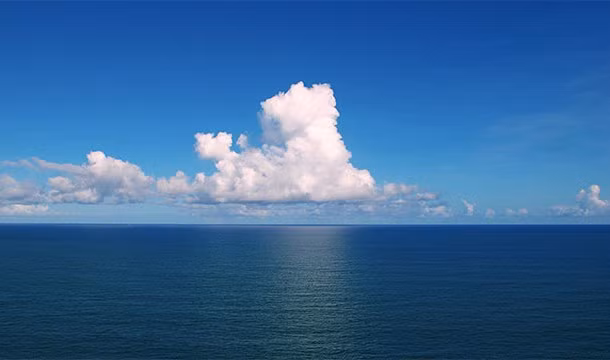 7. Mèo có thể thoải mái uống nước muối mà không lo làm hỏng thận vì quả thận của chúng hoạt động cực kỳ tốt.