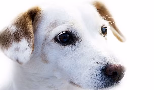 2. Máu của loài mèo không có kháng thể chống lại máu loài chó nên khi có tai nạn, chúng có thể được tiếp máu bởi kẻ thù truyền kiếp của mình. Tuy nhiên, phương pháp truyền máu có tên ghép dị chủng này chỉ nên dùng một lần, lần thứ hai có thể giết chết những con mèo.