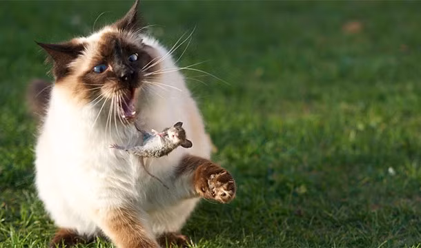 11. Mèo là kẻ phải chịu trách nhiệm về sự tuyệt chủng của 33 loài động vật khác.