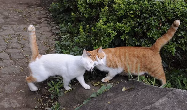 5. Mèo có tuyến mùi hương trên khuôn mặt, chúng sẽ giải phóng ra chất pheromones khi chà xát. Chính vì thế, mèo dụi mặt vào con người không chỉ bởi vì nó muốn bày tỏ sự trìu mến mà đồng thời còn muốn đánh dấu lãnh thổ với tuyến mùi hương ở quanh khuôn mặt chúng. Vùng đuôi và chân mèo cũng mang theo mùi hương đặc trưng của chúng.