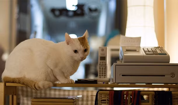 3. Nhật Bản có những quán cà phê mèo nổi tiếng, nơi bạn có thể nhấm nháp cà phê và vuốt ve những chú mèo siêu dễ thương.