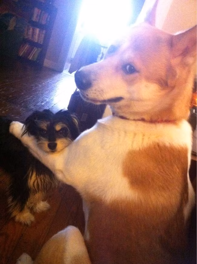 Nụ cười âm hiểm của chú chó này cho biết chú chó nhỏ hơn sẽ không có kết cục tốt đẹp.