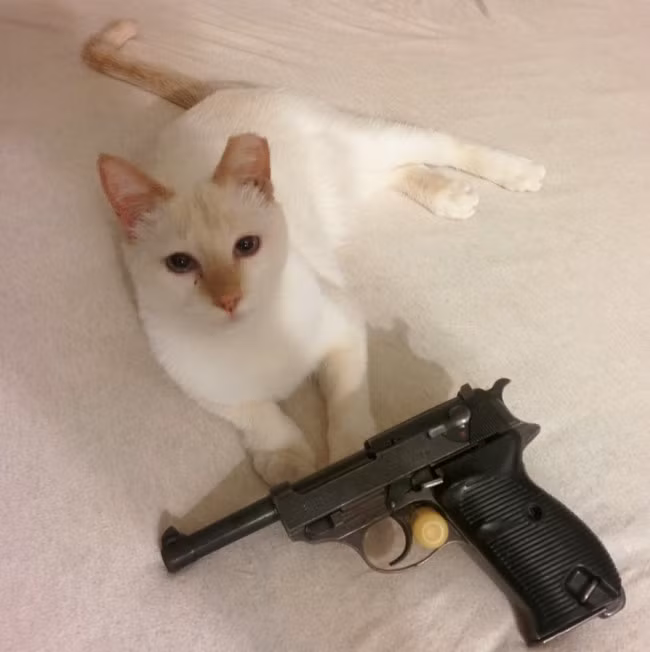 Với khẩu súng đồ chơi và khuôn mặt xinh đẹp vô tội này, cô mèo tự tin sẽ dọa những con chó chạy mất dép.