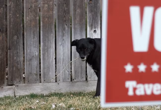 Nếu may mắn, bạn sẽ chụp được những hình ảnh hài hước này và mỗi khi không vui có thể lấy ra ngắm để giải trí, để thêm yêu thương những con vật cưng của mình hơn.
