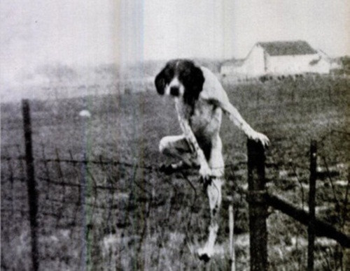 Bức ảnh con chó leo hàng rào này khiến nhiều người mất ăn mất ngủ vì bị ám ảnh. Nó giống như một con chó quỷ, chuyên đi rình rập quanh nhà và sẵn sàng cắn chết bất cứ người nào nó muốn ăn thịt.