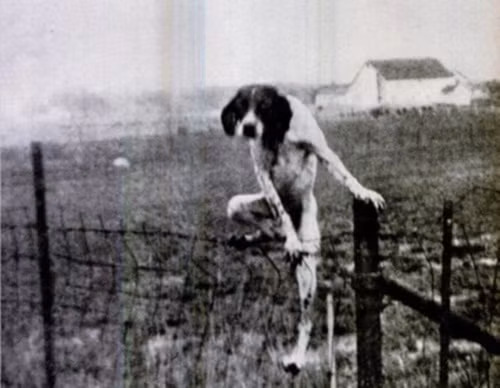 Bức ảnh con chó leo hàng rào này khiến nhiều người mất ăn mất ngủ vì bị ám ảnh. Nó giống như một con chó quỷ, chuyên đi rình rập quanh nhà và sẵn sàng cắn chết bất cứ người nào nó muốn ăn thịt.